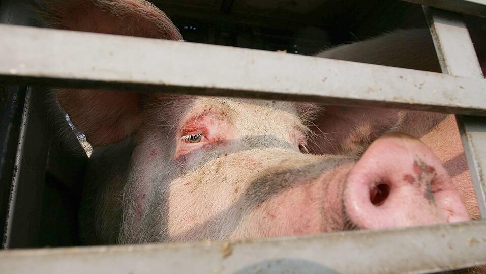 Insgesamt 139 Schweine befanden sich im Lkw. Insgesamt 139 Schweine befanden sich im Lkw.