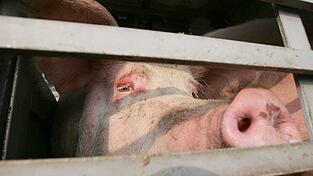 Insgesamt 139 Schweine befanden sich im Lkw. Insgesamt 139 Schweine befanden sich im Lkw.