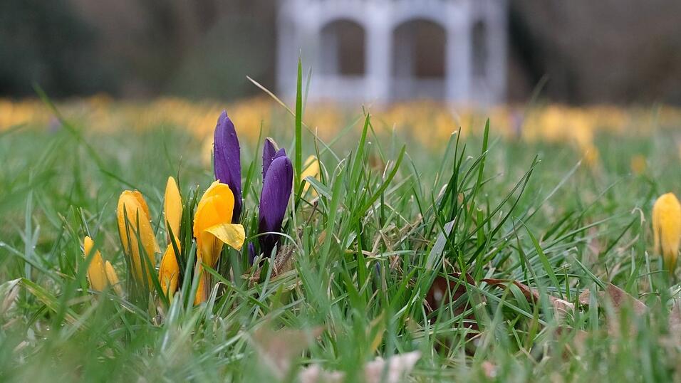 Milde Temperaturen und Sonne dürften in vielen Teilen Deutschlands in den kommenden Tagen dafür sorgen, dass weitere Blumen sprießen.