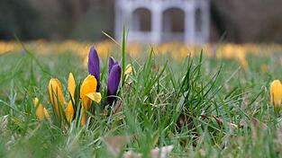 Milde Temperaturen und Sonne dürften in vielen Teilen Deutschlands in den kommenden Tagen dafür sorgen, dass weitere Blumen sprießen.