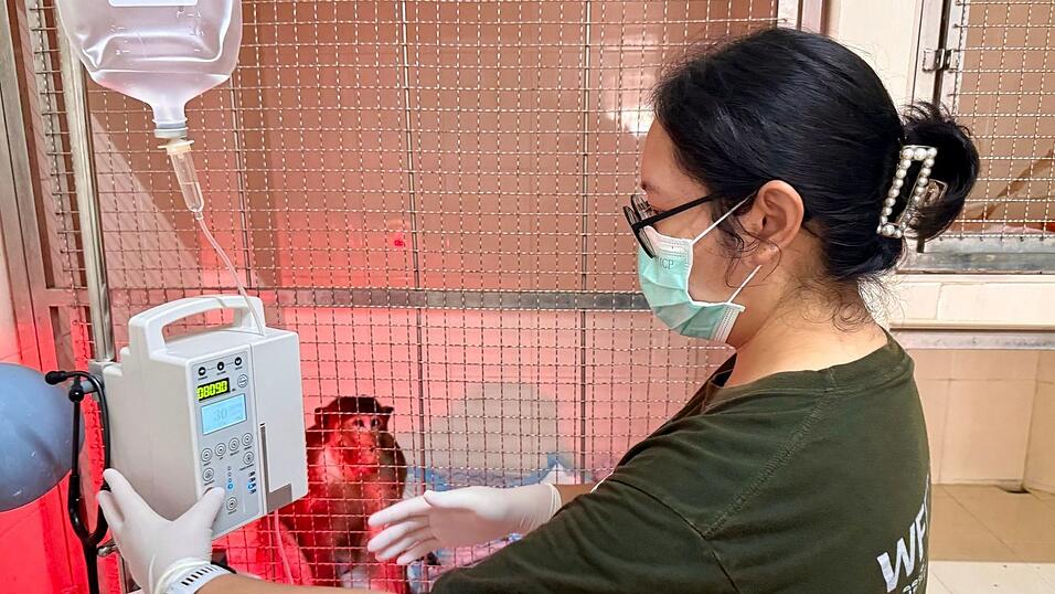 Die WFFT-Veterinärin Dr. Kwan checkt die Vitalwerte eines verletzten Affen - das gehört zu ihrer täglichen Arbeit.
