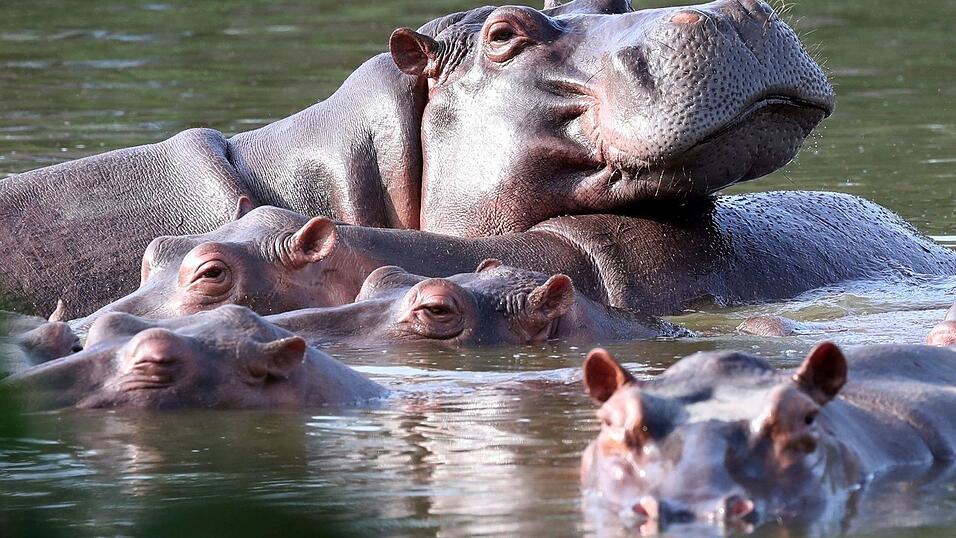 Die Flusspferde in Kolumbien pflanzen sich kr&auml;ftig fort. (Archivbild)