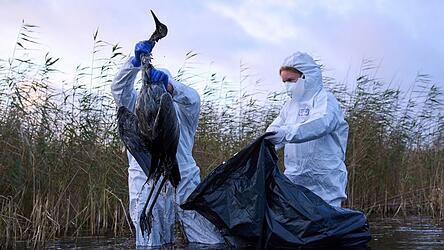 In den vergangenen Wochen hat sich die Vogelgrippe in ganz Deutschland verbreitet - eine Entspannung der Lage sei nicht in Sicht. In den vergangenen Wochen hat sich die Vogelgrippe in ganz Deutschland verbreitet - eine Entspannung der Lage sei nicht in Sicht.