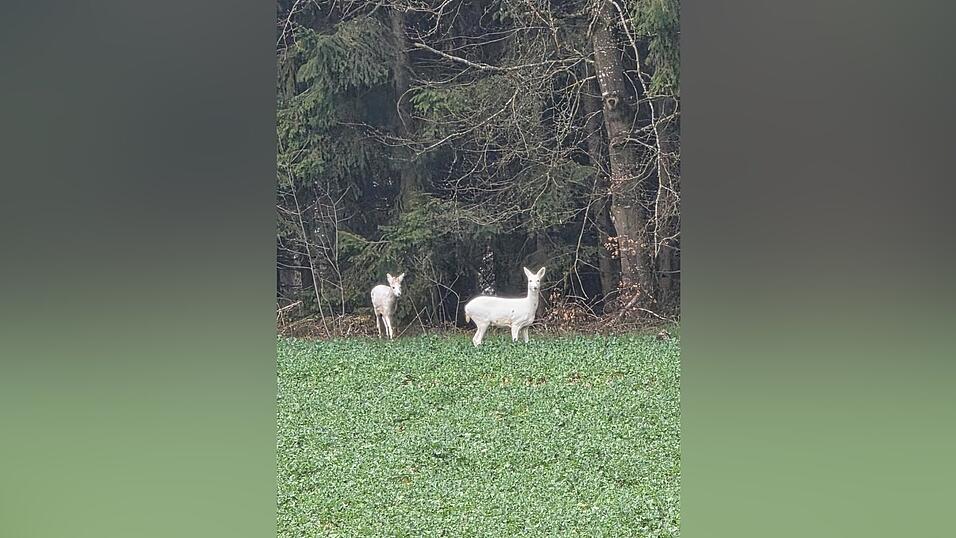 Die Familie wahrte 250 Meter Distanz zu den Tieren.