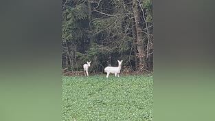Die Familie wahrte 250 Meter Distanz zu den Tieren.