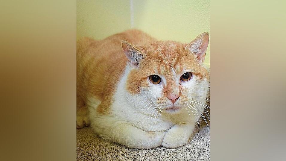 Seppi verlor ebenfalls sein Zuhause und lebt nun im Tierheim. Seppi verlor ebenfalls sein Zuhause und lebt nun im Tierheim.