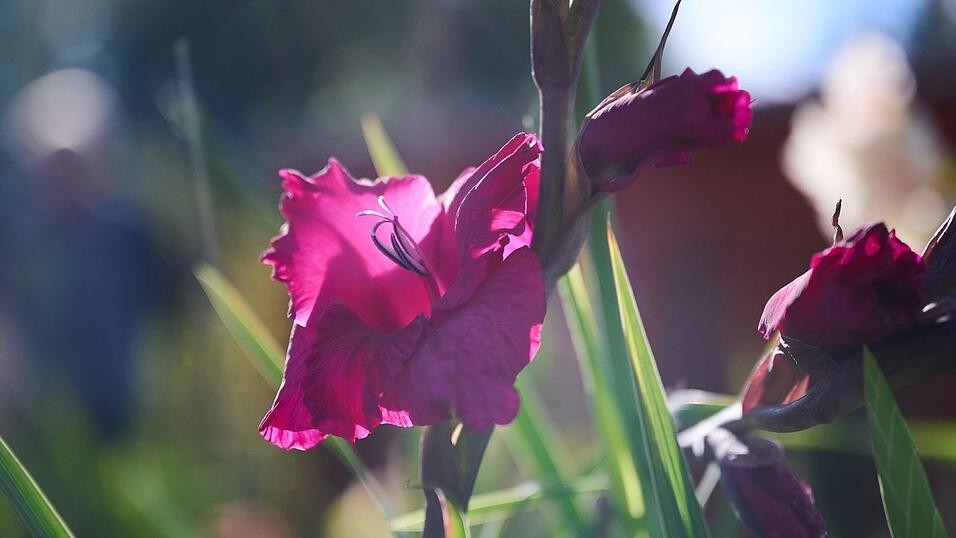 Die Sonne bringt eine pinke Gladiatore in der Landesgartenschau zum Strahlen.