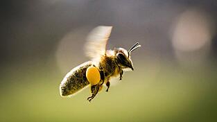 Bienenstich mit Folgen - doch der Lkw-Fahrer hatte noch Glück im Unglück. (Symbolbild) Bienenstich mit Folgen - doch der Lkw-Fahrer hatte noch Glück im Unglück. (Symbolbild)