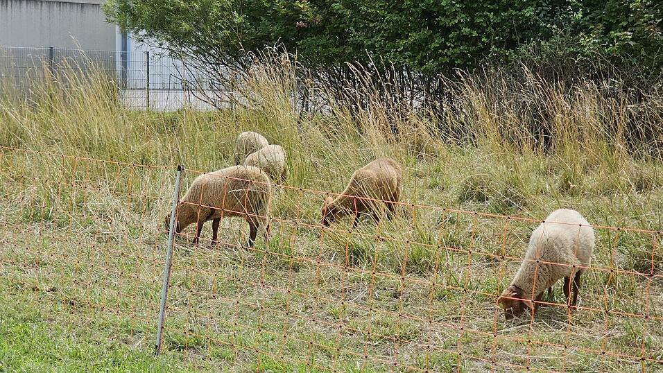 Die Schafe f&uuml;hlen sich sichtlich wohl.