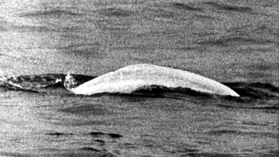 Ein auf den Namen Moby Dick getaufter Beluga sorgte 1966 für Aufsehen. Ein auf den Namen Moby Dick getaufter Beluga sorgte 1966 für Aufsehen.