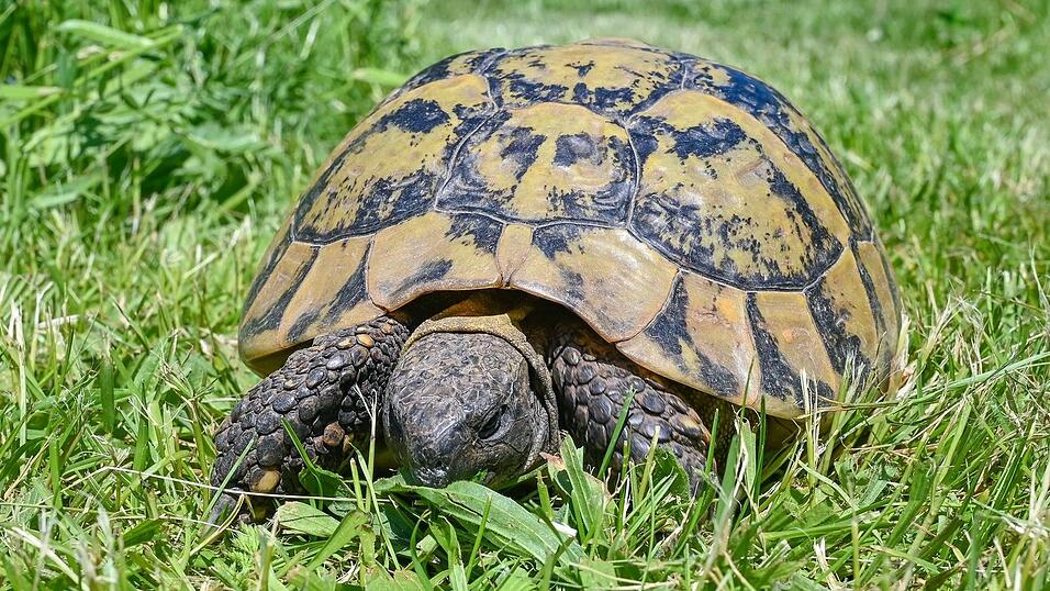Die Schildkröte war lange vermisst. (Symbolbild) Die Schildkröte war lange vermisst. (Symbolbild)
