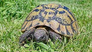 Die Schildkröte war lange vermisst. (Symbolbild) Die Schildkröte war lange vermisst. (Symbolbild)