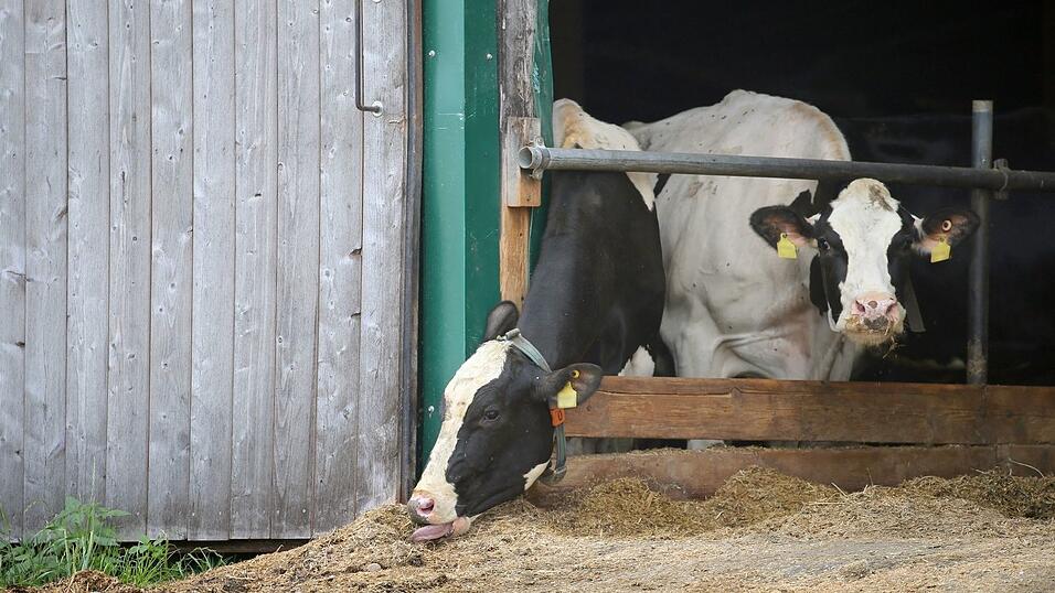 Im Allgäuer Tierschutzskandal stehen zum zweiten Mal Landwirte eines großen Milchviehbetriebs vor Gericht. (Symbolbild)