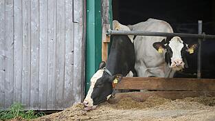 Im Allgäuer Tierschutzskandal stehen zum zweiten Mal Landwirte eines großen Milchviehbetriebs vor Gericht. (Symbolbild)