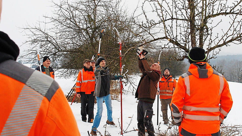 Interessiert verfolgen die Bauhofmitarbeiter, wie die beiden Kreisfachberater Harald G&ouml;tz und Stefan Heller (von links) beim Baumschnitt vorgehen.