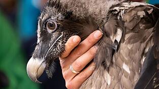 Ein Mitarbeiter im Nationalpark Berchtesgaden zeigt das Bartgeierweibchen Dagmar kurz vor der Auswilderung im Nationalpark Berchtesgaden.