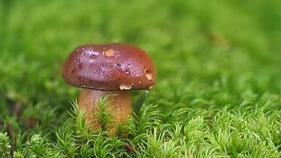 Ein Maronenröhrling - sie gehören zu den Pilzen, die stark verstrahlt sein können. Ein Maronenröhrling - sie gehören zu den Pilzen, die stark verstrahlt sein können.
