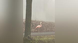 Auf einem Bein stand der Flamingo am Sonntag am Stra&szlig;enrand bei Ulm.