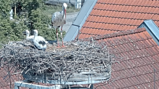 Nur noch zwei der drei Storchenjungen bewegen sich.