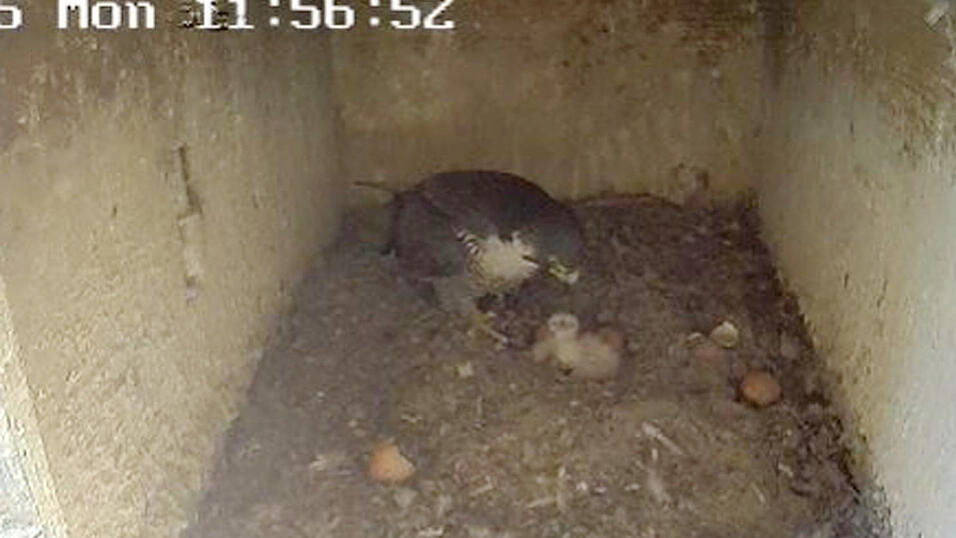 Die Falken im Martinsturm haben ihr erstes K&uuml;ken.