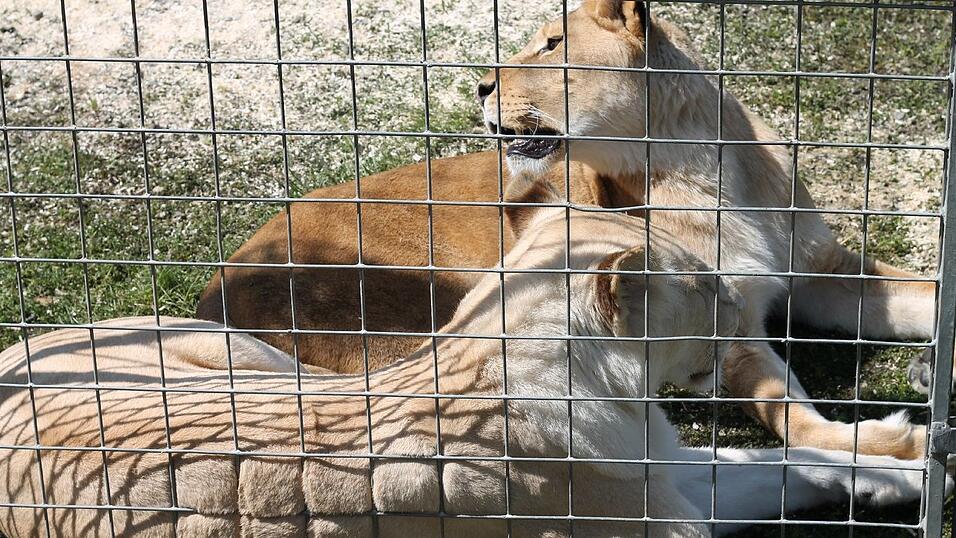 Bis zum 17. Mai gastiert der Circus Krone in Straubing. Wir haben uns angeschaut, wie es hinter den Kulissen aussieht. Bis zum 17. Mai gastiert der Circus Krone in Straubing. Wir haben uns angeschaut, wie es hinter den Kulissen aussieht.