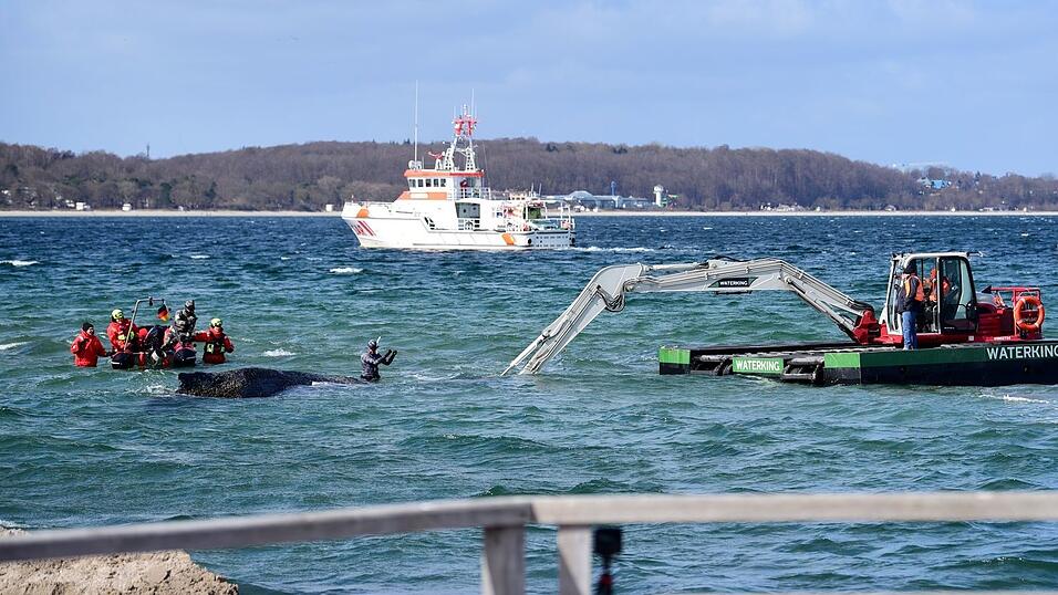 Der Schwimmbagger arbeitet direkt um den gestrandeten Wal herum. Der Schwimmbagger arbeitet direkt um den gestrandeten Wal herum.