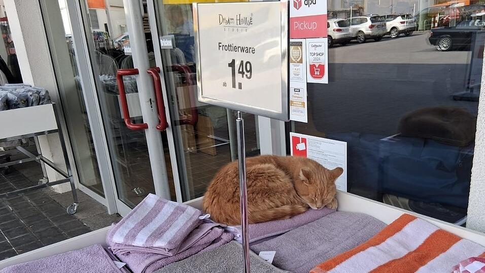 Katze liegt auf einem Verkaufstisch Katze liegt auf einem Verkaufstisch