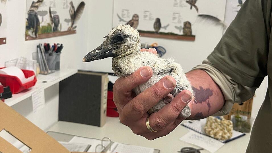 Jetzt in sicheren H&auml;nden: Das Storchenbaby wird beim Landesbund f&uuml;r Vogel- und Naturschutz gepflegt und gro&szlig;gezogen.