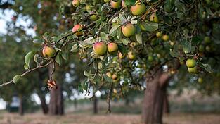 Streuobstwiesen sind nicht nur gut für die Artenvielfalt, sondern liefern auch heimisches Obst. (Archivbild)