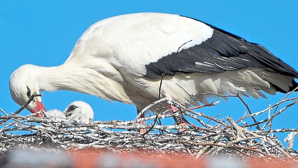 Das Wetter war den Vögeln in diesem Frühjahr gewogen: Kräftige Jungstörche wachsen im Nest in der Mainburger Innenstadt heran. Das Wetter war den Vögeln in diesem Frühjahr gewogen: Kräftige Jungstörche wachsen im Nest in der Mainburger Innenstadt heran.