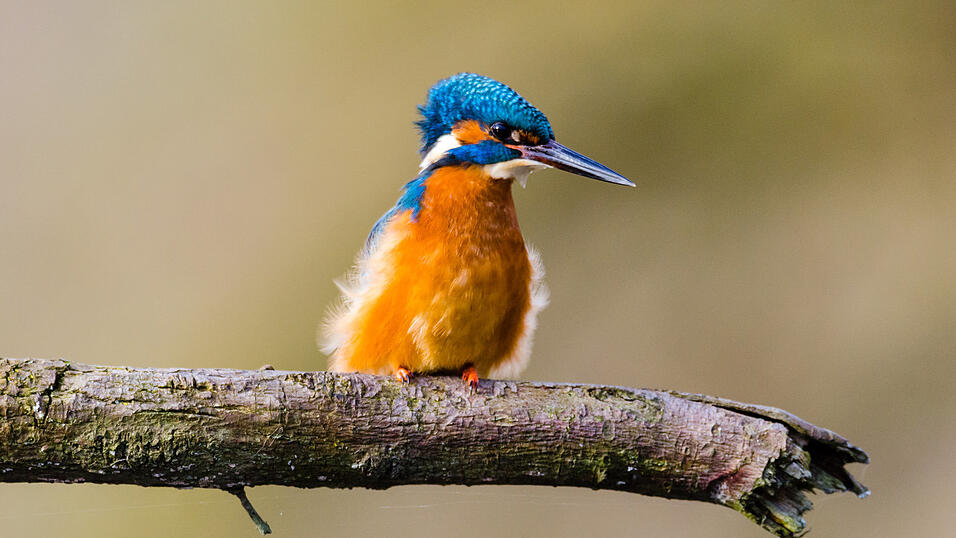 'Mein erstes richtig gutes Tierbild': Diesen Eisvogel hat Markus Kasper an einer Kiesbank an der Isar in Moosburg fotografiert. 'Mein erstes richtig gutes Tierbild': Diesen Eisvogel hat Markus Kasper an einer Kiesbank an der Isar in Moosburg fotografiert.