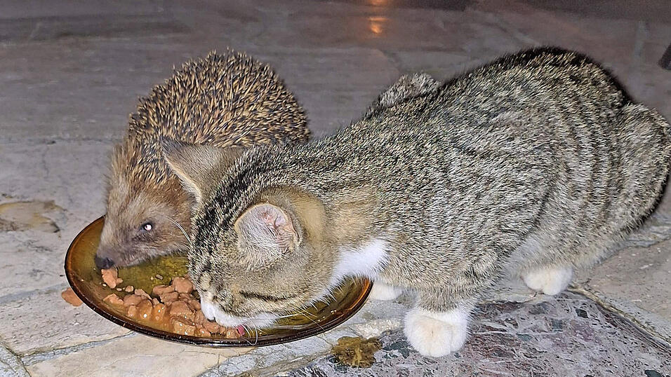 Auf der Terrasse eines Wohnhauses in Straubing-Kay lie&szlig;en sich Katze und Igel das Abendessen schmecken.