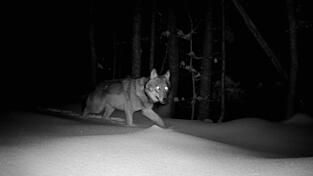 Die besenderte Jungw&ouml;lfin konnte im Lusenbereich mit einer Fotofalle nachgewiesen werden.