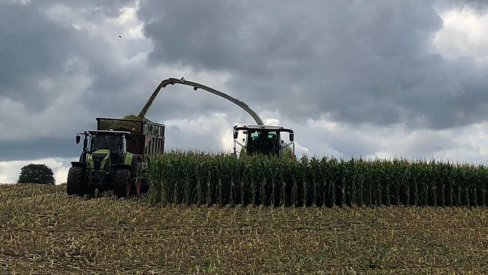Landwirte nutzen Maishäcksler, um schnell größere Mengen Mais zu ernten. (Symbolbild)