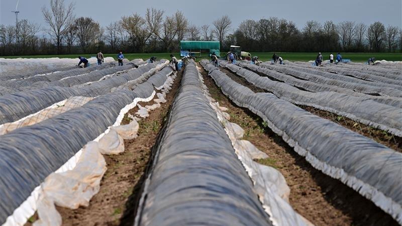 Zum Spargelstechen, aber auch für andere landwirtschaftliche Kulturen wie Beeren, werden zahlreiche Erntehelfer gebraucht. Die Staatsanwaltschaft Regensburg hat jetzt einen Fall zur Anklage gebracht, in dem 8,3 Millionen Euro an Sozialversicherungsbeiträgen vor allem für Erntehelfer hinterzogen worden sein sollen. (Symbolbild) Zum Spargelstechen, aber auch für andere landwirtschaftliche Kulturen wie Beeren, werden zahlreiche Erntehelfer gebraucht. Die Staatsanwaltschaft Regensburg hat jetzt einen Fall zur Anklage gebracht, in dem 8,3 Millionen Euro an Sozialversicherungsbeiträgen vor allem für Erntehelfer hinterzogen worden sein sollen. (Symbolbild)