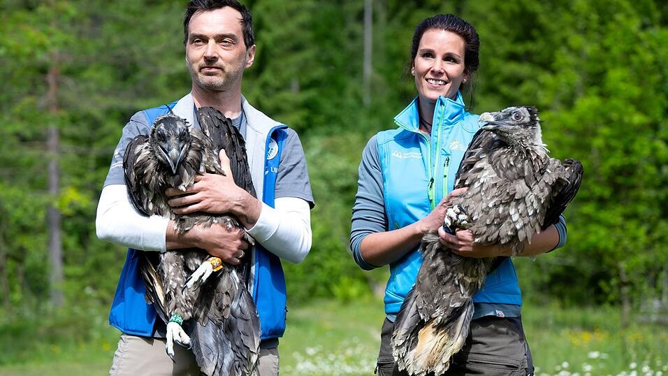 Alljährlich werden im Nationalpark Berchtesgaden zwei junge Bartgeier ausgewildert. (Archiv) Alljährlich werden im Nationalpark Berchtesgaden zwei junge Bartgeier ausgewildert. (Archiv)
