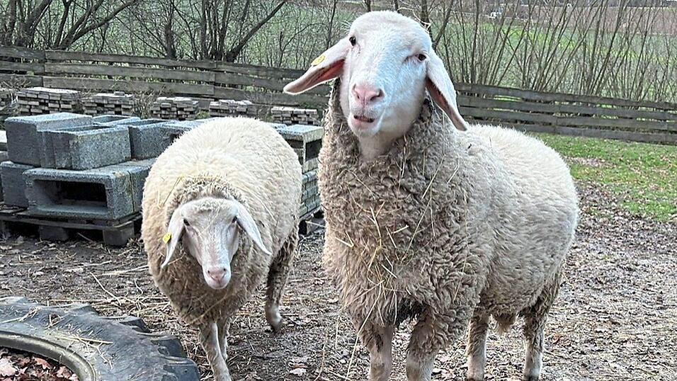 Heidi und Peterl suchen ein neues Zuhause. Heidi und Peterl suchen ein neues Zuhause.