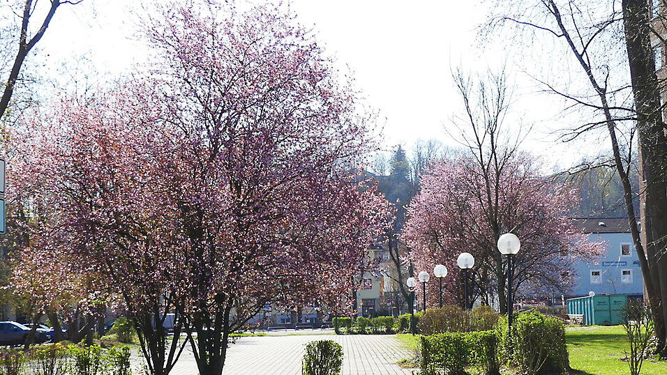 Direkt zwischen Gerichtsgeb&auml;ude und Regierung stehen diese rosafarbenen Exemplare der Blutpflaume.