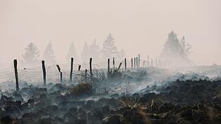 Der Flächenbrand im Hohen Venn hat große Schäden angerichtet. Der Flächenbrand im Hohen Venn hat große Schäden angerichtet.