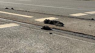 Die Hitze hat den Stra&szlig;enbelag der VAG zufolge an manchen Stellen so weich werden lassen, dass die Stra&szlig;enbahnen nicht mehr sicher fahren k&ouml;nnen.