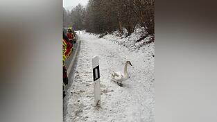 Ein Feuerwehrler entdeckte den Schwan zufällig.