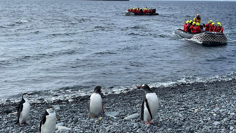 Sind die Pinguine wegen der vielen Besucher gestresst? Da gehen die Meinungen auseinander.