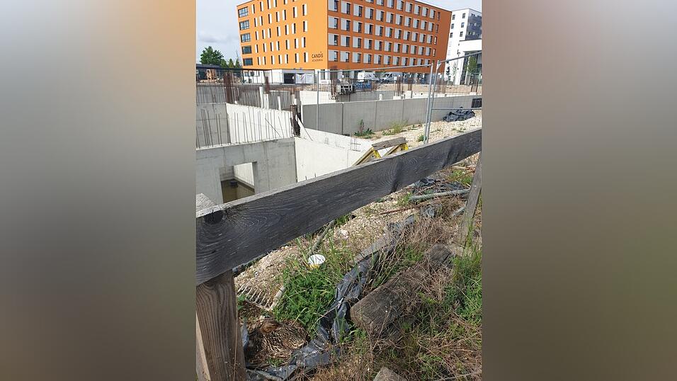 Die Stockente (auf dem Bild unten links) ist schwer zu erkennen. Sie br&uuml;tet auf einem St&uuml;ck Plastikfolie, das sie mit Federn ausgepolstert hat.