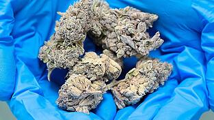 In den Blüten der Cannabispflanze ist das meiste THC, also die Substanz, die letztendlich zum Rausch - dem sogenannten 'High' - führt, enthalten. In der Regel werden deshalb die Blüten konsumiert. In den Blüten der Cannabispflanze ist das meiste THC, also die Substanz, die letztendlich zum Rausch - dem sogenannten 'High' - führt, enthalten. In der Regel werden deshalb die Blüten konsumiert.