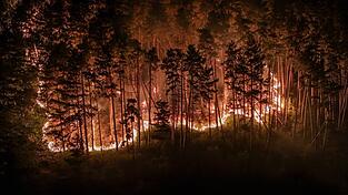 Durch die Trockenheit der vergangenen Wochen ist der Wald extrem d&uuml;rr.