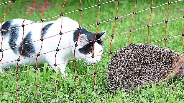 Die Katze ist nicht sein Problem: Der Braunbrustigel ist auf der Roten Liste der bedrohten Tiere, weil sein Lebensraum in unseren G&auml;rten und auf unseren Feldern verschwindet - und weil ihn M&auml;hroboter t&ouml;ten.