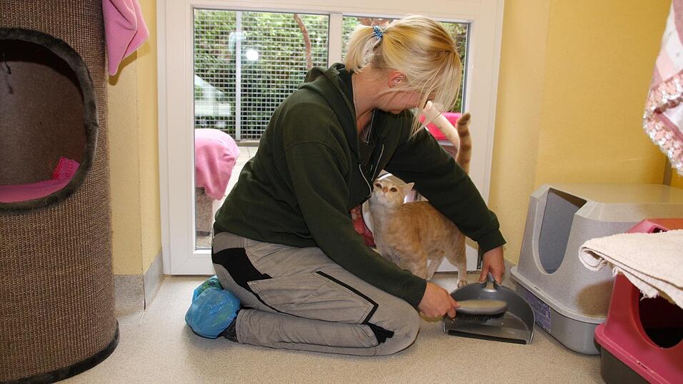 Katzen machen den gr&ouml;&szlig;ten Teil der Tierheimpopulation aus.