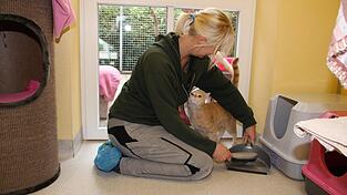 Katzen machen den größten Teil der Tierheimpopulation aus. Katzen machen den größten Teil der Tierheimpopulation aus.