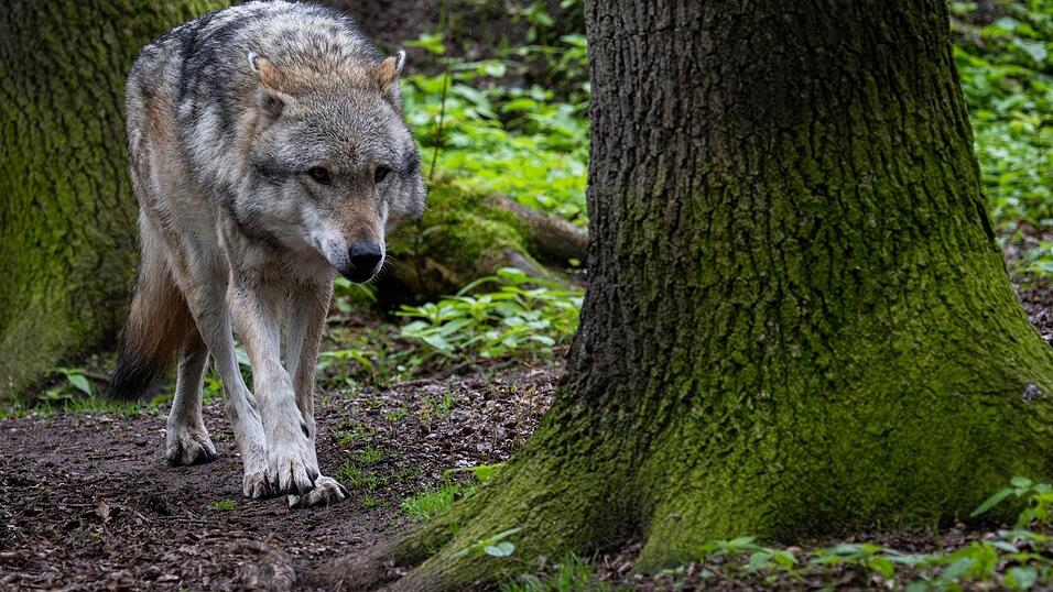 Die gesichteten Wolfsrisse könnten laut Landesamt auf eine Rudelverschiebung hindeuten. Die gesichteten Wolfsrisse könnten laut Landesamt auf eine Rudelverschiebung hindeuten.