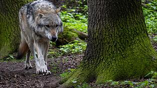 Die gesichteten Wolfsrisse k&ouml;nnten laut Landesamt auf eine Rudelverschiebung hindeuten.